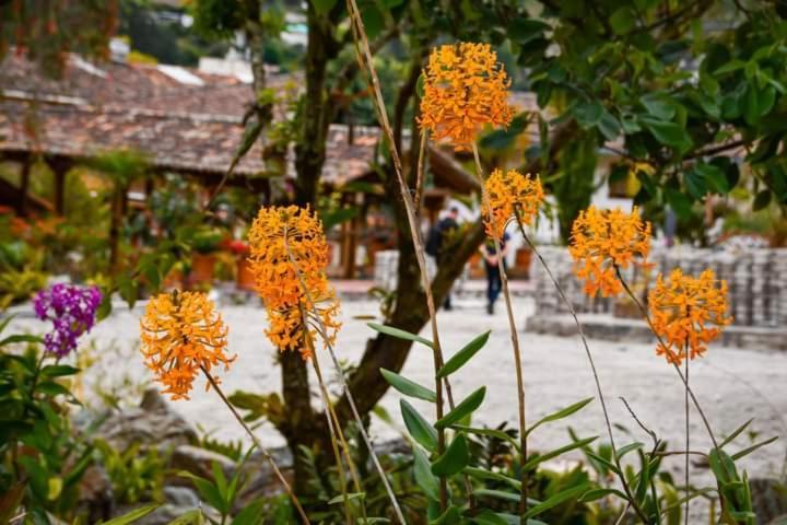 Uzhupud Garden Hotel & Lodge Paute Buitenkant foto